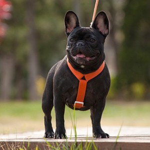 2022 Нов стил колоритен кучешки колани и каишка задайте многоточково регулируемо и теглително свързване